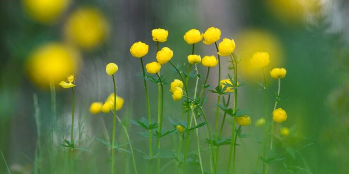 Vahekokkuvõte projekti tegevustest 